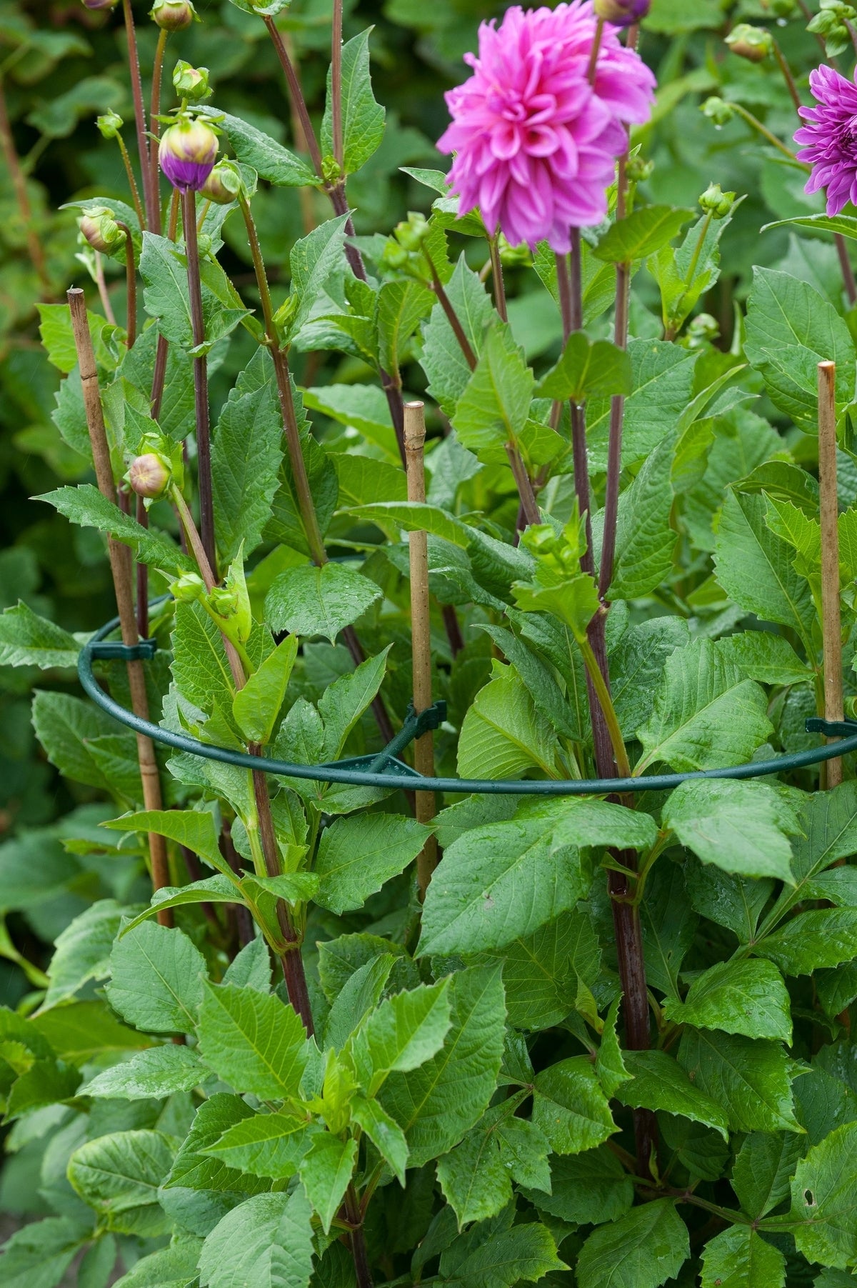 Nature Vario plantensteunen D 30-40 cm 3 stuks