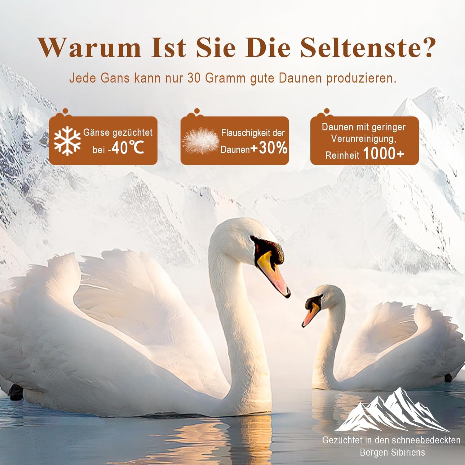 APSMILE Daunendecke 220x240 Ganzjahres I 100% Baumwolle Bettdecke mit 50% Gänsedaunen & 50% Gänsefedern I Allergiker geeignet (Ökotex) | Tierwohl Zertifiziert (DOWNPASS) | Waschbare Federbettdecke