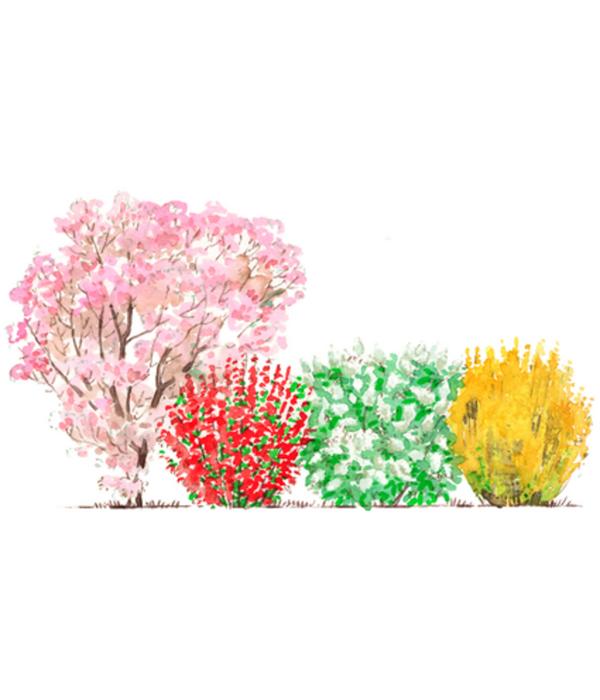 Blütenhecke Impress, 4-teilig