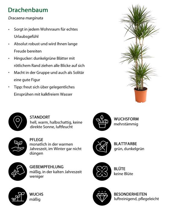 Drachenbaum - Dracaena marginata