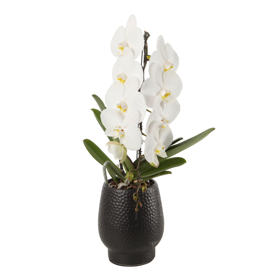 Orchidée - Phalaenopsis Formidablo D12-H70 avec cache-pot noir.