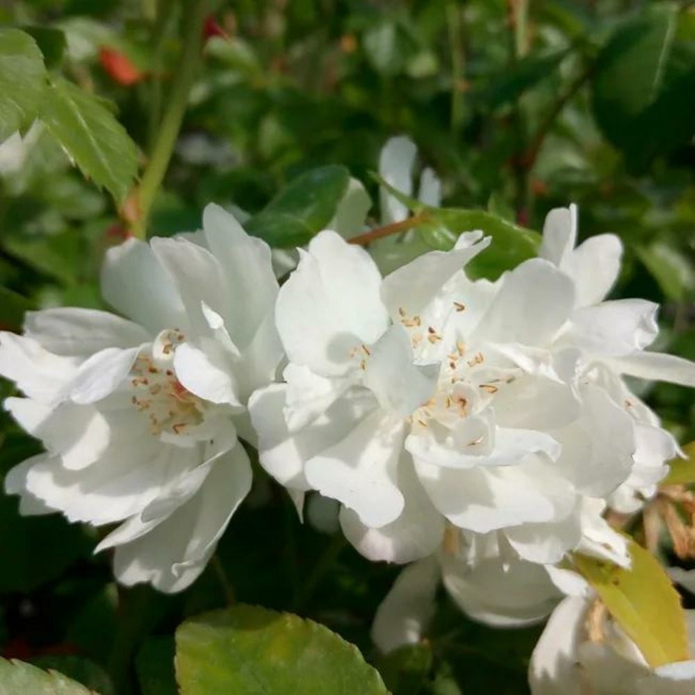 Rosier de banks 'alba plena' - rosa banksiae 3l
