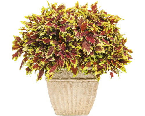 Coleus 'Apple Brandy', sierbrandnetel FloraSelf Ø 12 cm pot, blad prachtig