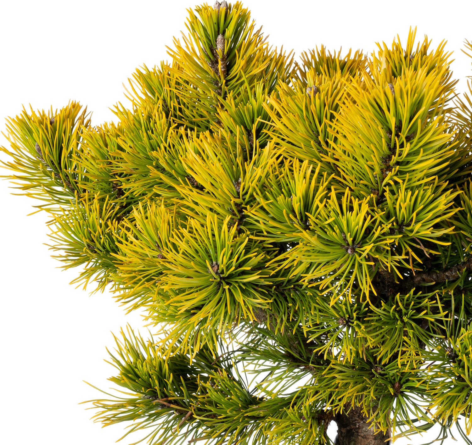 Bergden (Pinus mugo 'Carsten's Wintergold') D 38 H 60 cm