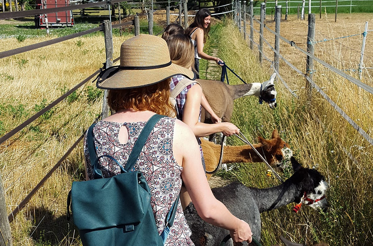 Lama-& Esel-Trekking-Tour Stadecken-Elsheim
