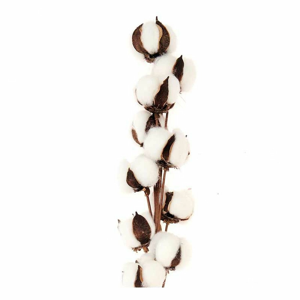 2 branches de coton séché 10 fleurs - 70 cm