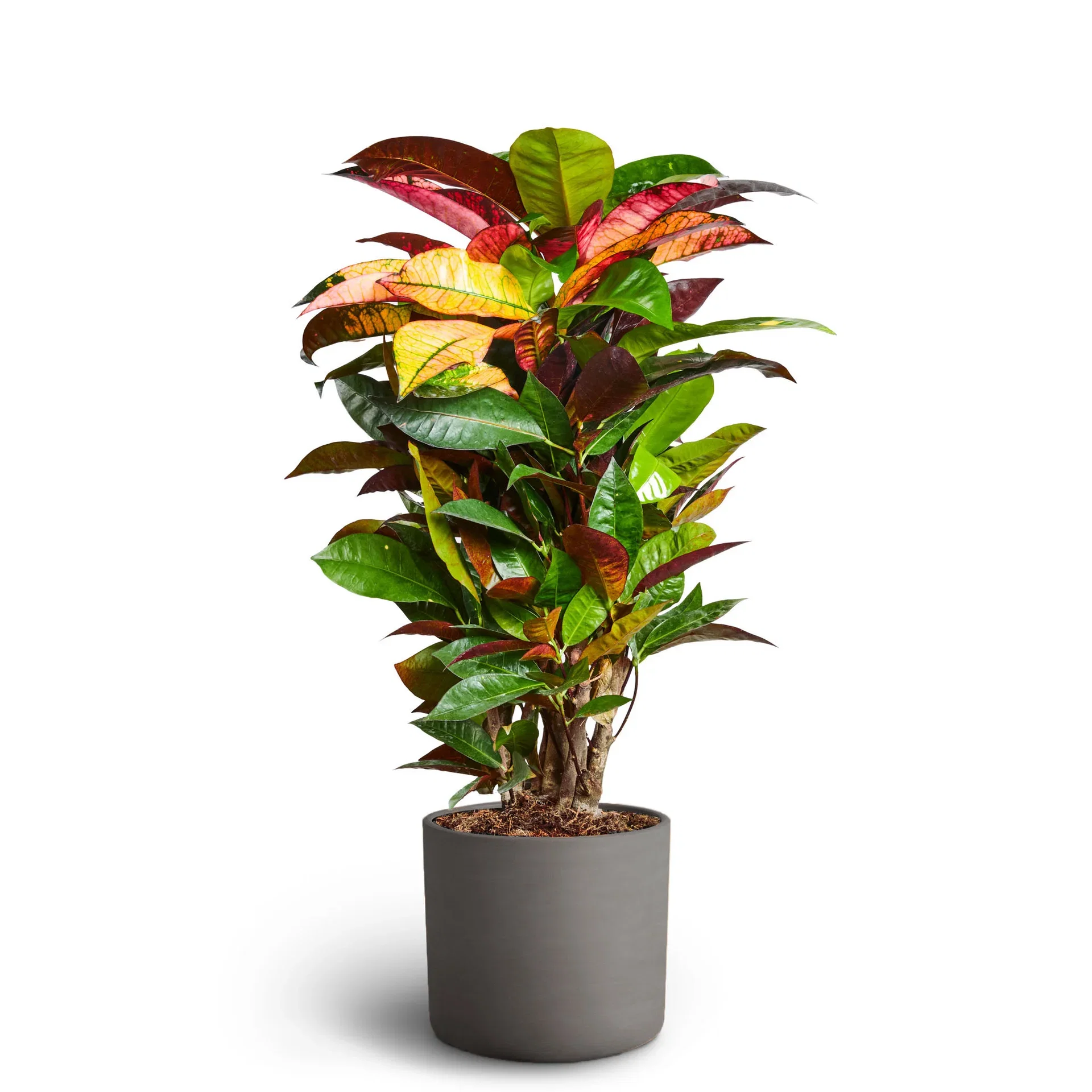 Stem in deco pot 17 cm Grønne planter i potter Høyde 50-60 cm