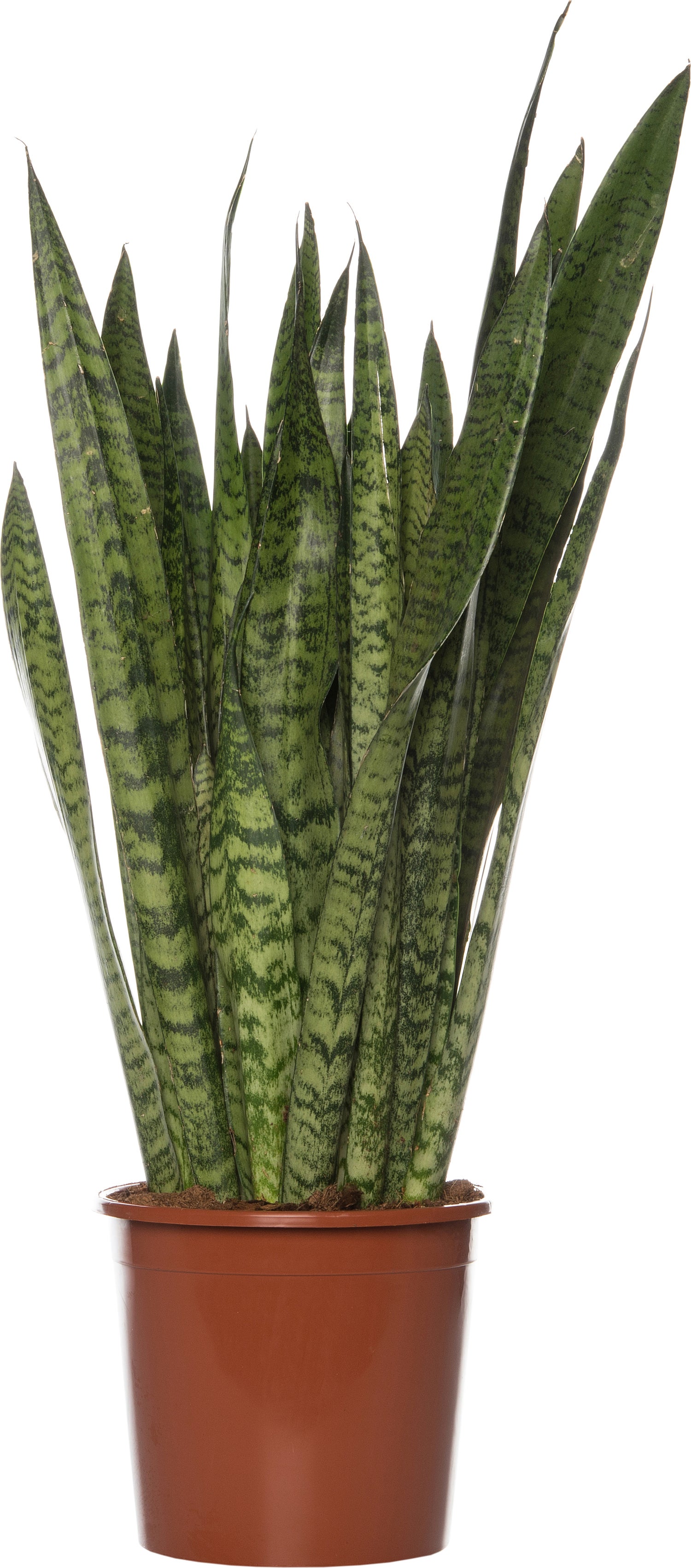 Vrouwentong (Sansevieria zeylanica) D 21 H 80 cm