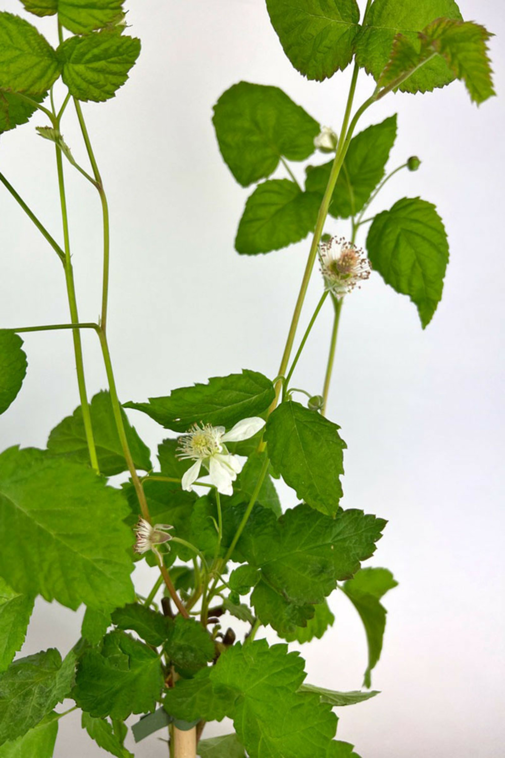 Mûrier tayberry 'buckingham' - 1,5l