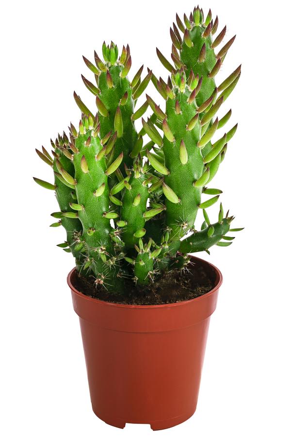 Feigenkaktus - Opuntia microdasys,