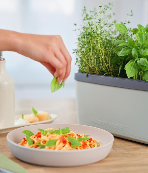 Gusta Garden Kräutertopf Harry Herbs mit
