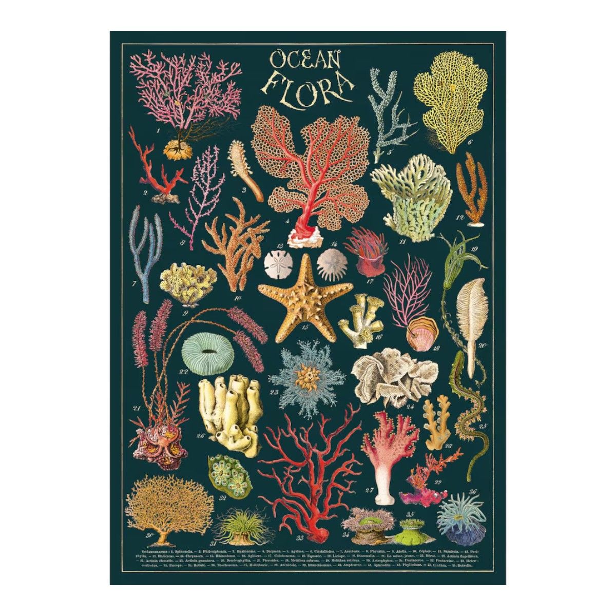 Affiche vintage Flore des océans Letterbox