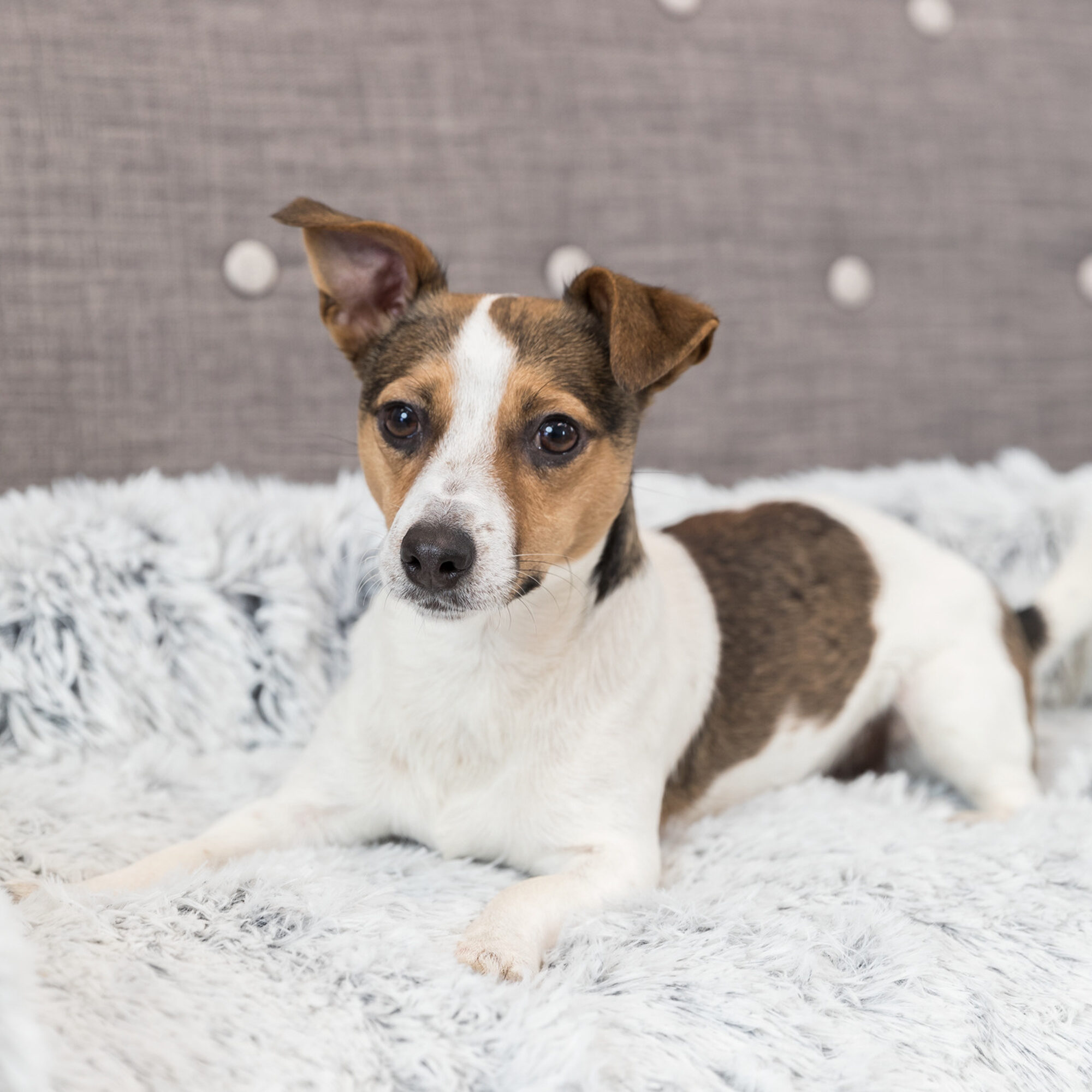 Trixie Bekleding-Beschermdeken Harvey