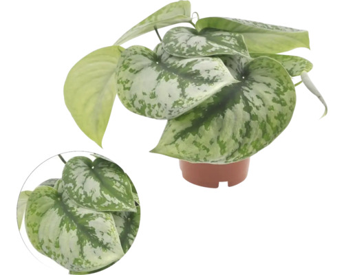 Spotted Pothos FloraSelf Scindapsus Trebie H ca. 15 cm Ø 12 cm pot