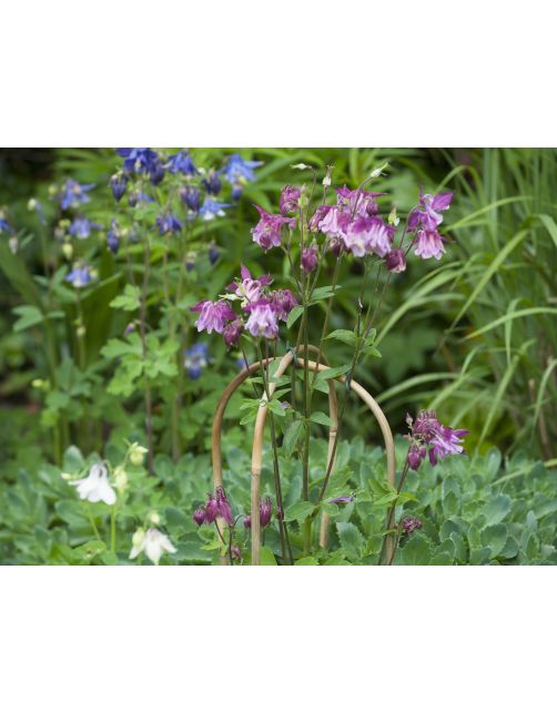 Nature Bamboestok Gebogen Naturel - Klim-En Geleide Artikel