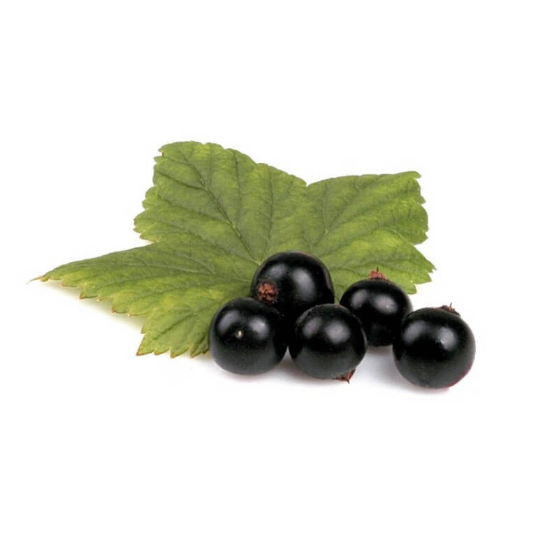 Cassissier (ribes nigrum) - godet - taille 13/25cm
