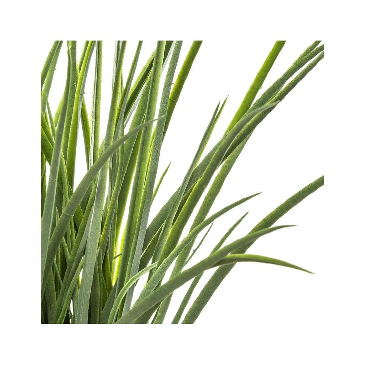 But Herbe pot tressé