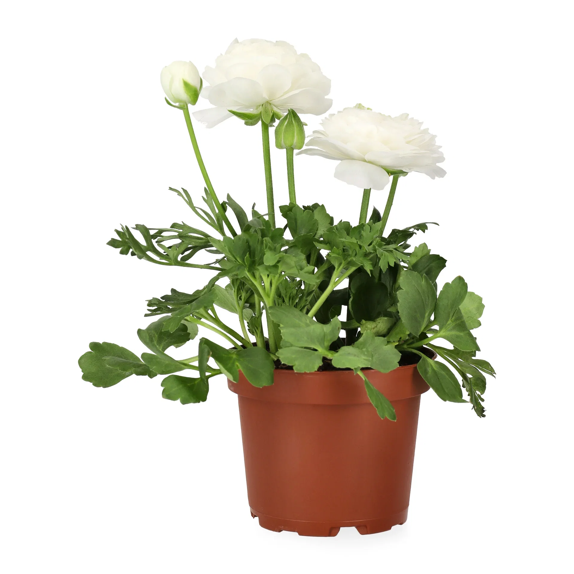 Ranunculus 10,5cm Ranunkel Ø10,5 cm