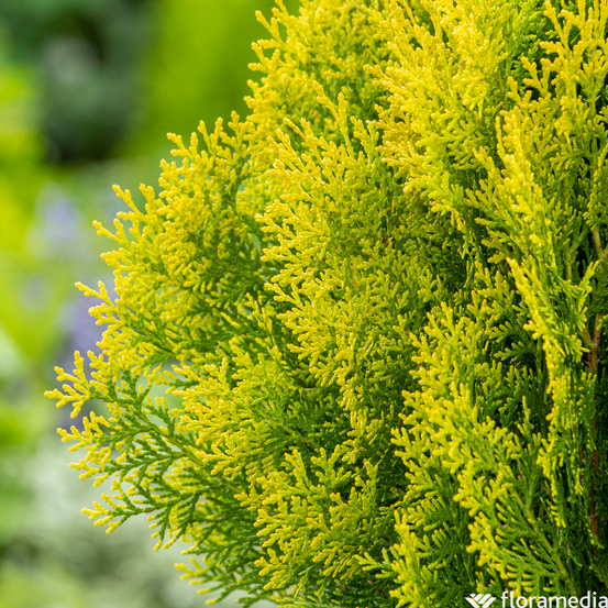 Thuya orientalis 'Pyramidalis Aurea' - Pot 3L