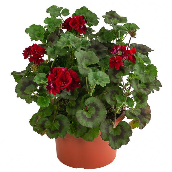Stehende Geranie, rot