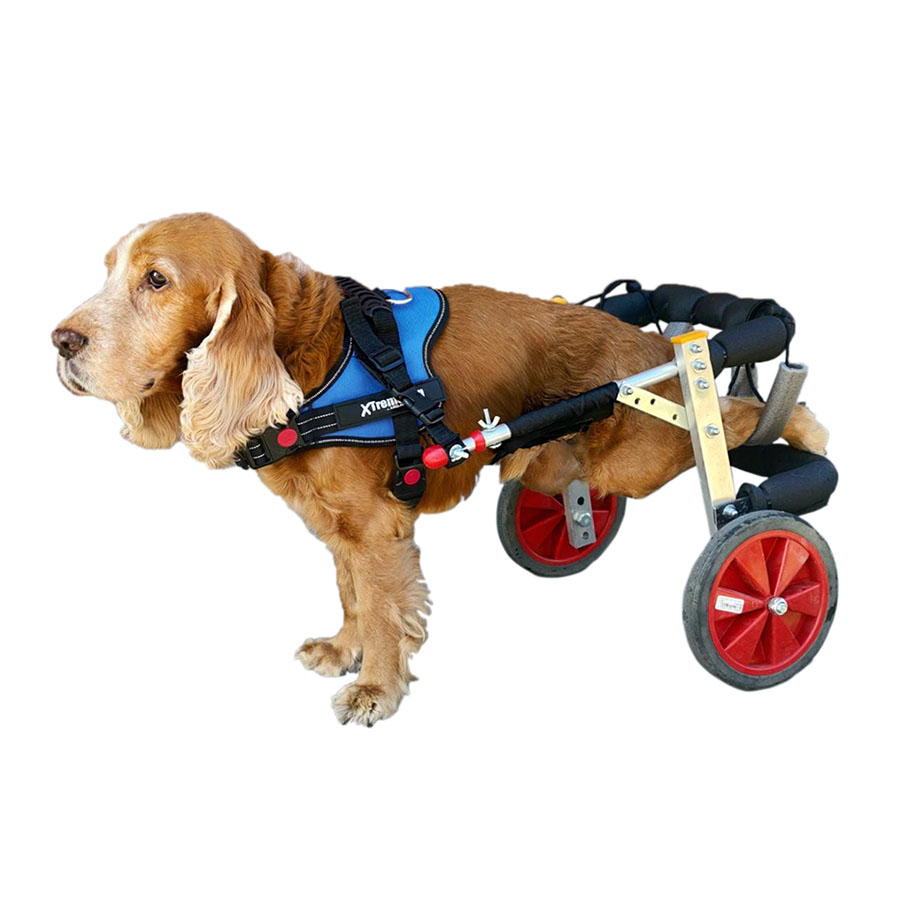 Cadeira de rodas personalizada Wheels for Legs para cães, na cor azul.