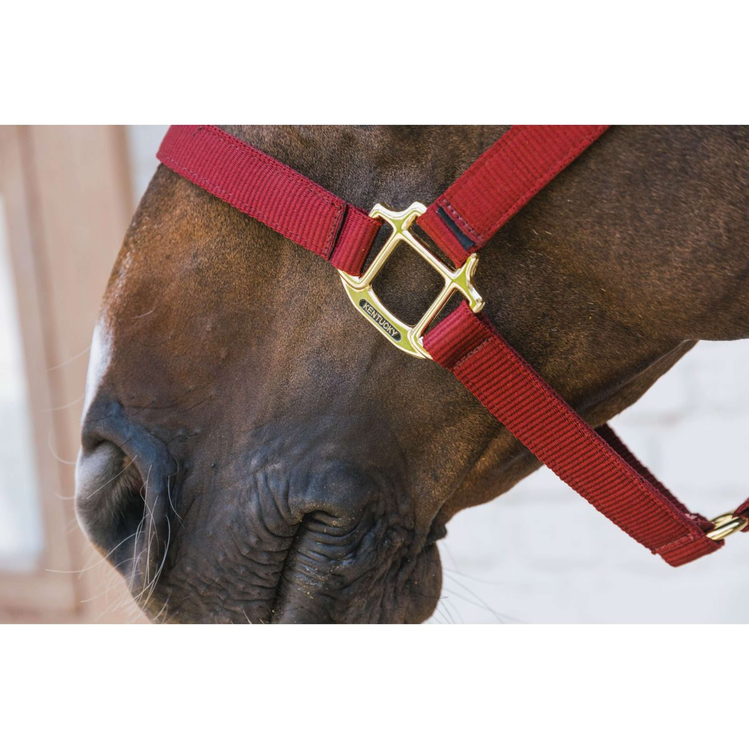 Kentucky Halster Nylon Breakaway Bordeaux