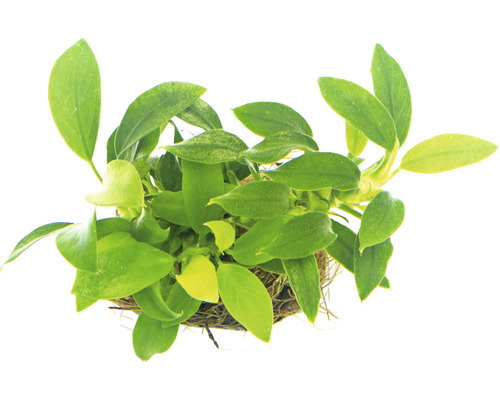 Kleinste dwergspeerblad - Anubias nana Bonsai