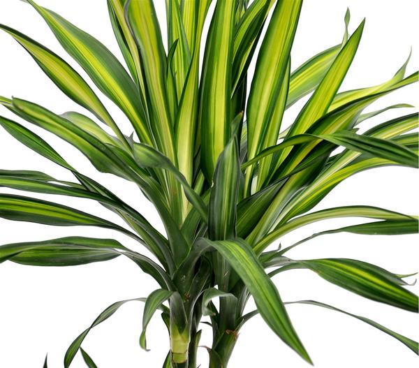 Drachenbaum - Dracaena fragrans 'Rikki'