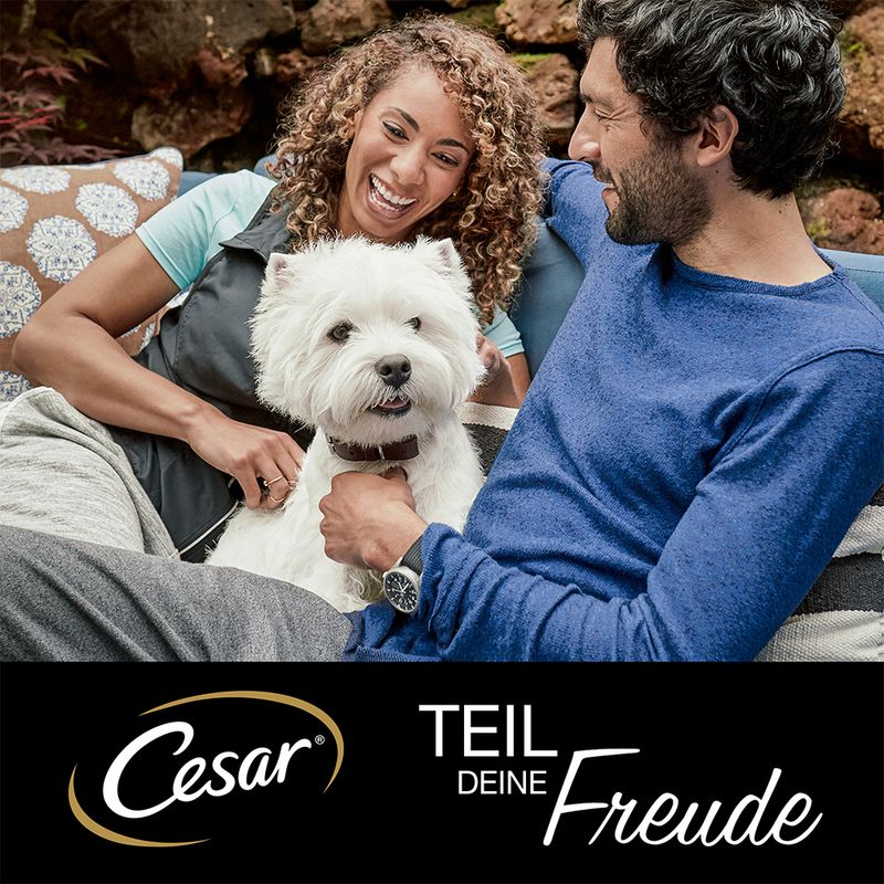 Cesar Sélection en gelée viande et légumes pour chien