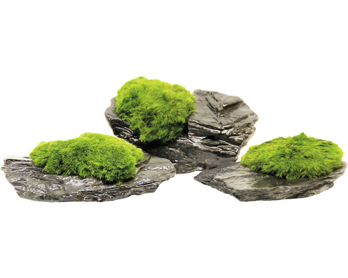 Mosbal - Aegagropila Leisteenrots ca. 10 x 8 x 5 cm