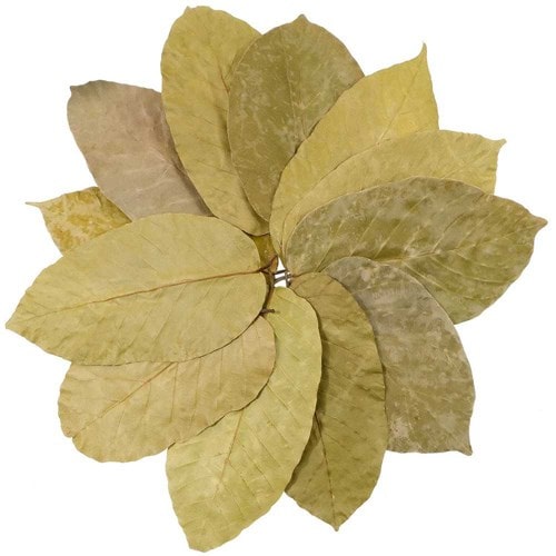 Feuilles de sal - 20 cm - lot de 50