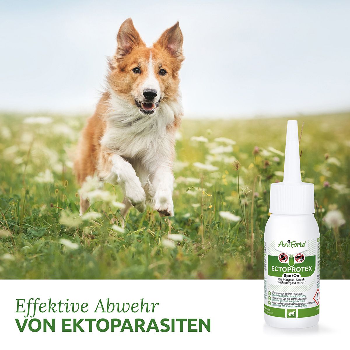 AniForte Spot-on für Hunde Ectoprotex