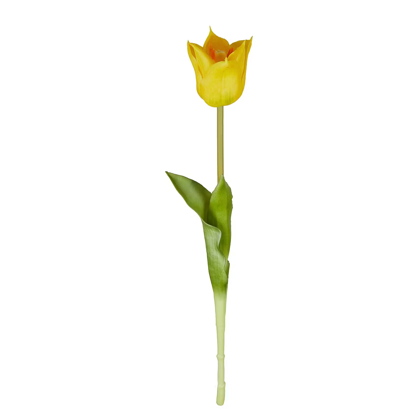 FLORISTA Tulpe 6er-Set