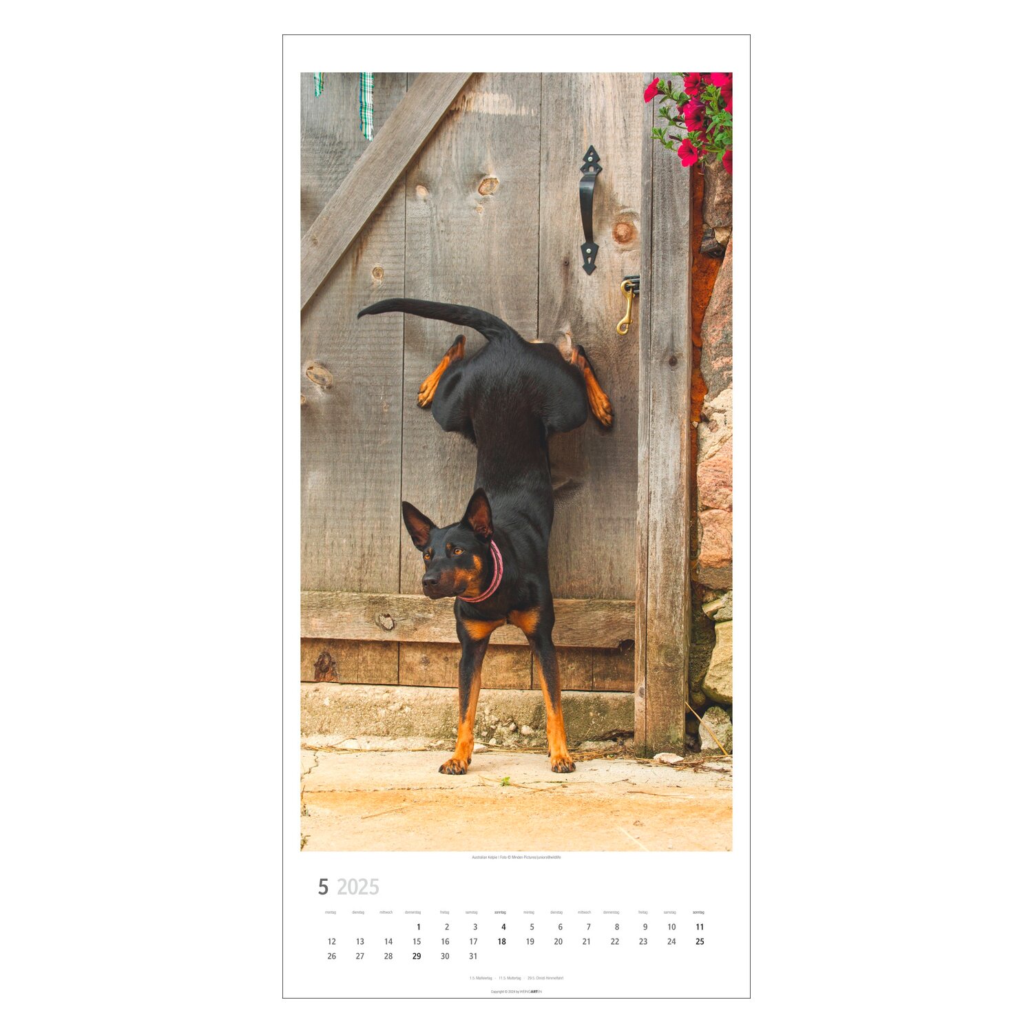 Kalender 2025 SITZ! PLATZ! BLEIB!  - 2025