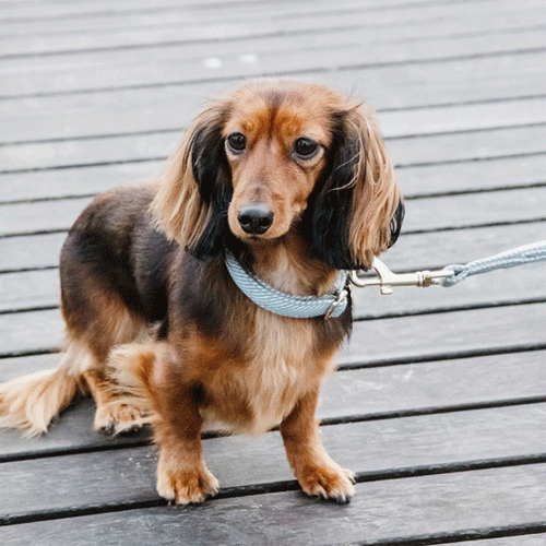 Kentucky Dogwear Hondenhalsband Wool