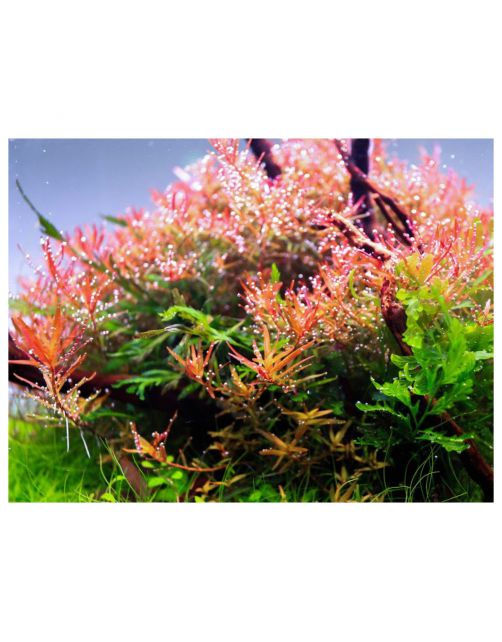 Twinstar Light Iv - Verlichting - 1200ea