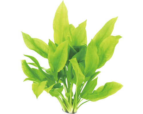 Aquarium waterplantenpakket XL 
