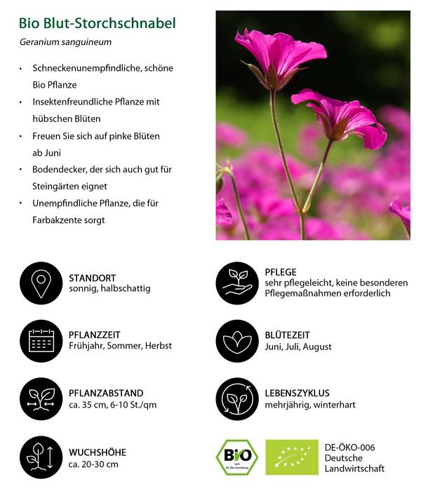 Bio Blut-Storchschnabel