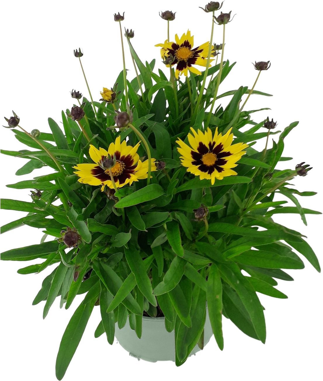 Meisjesogen (Coreopsis grandiflora 'Sunkiss') D 17 H 30 cm
