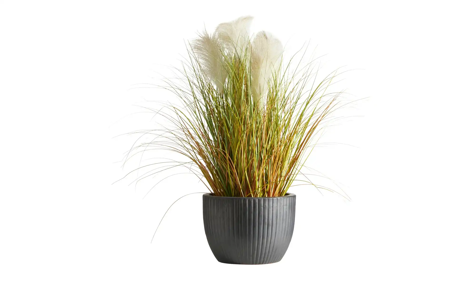 Pampasgras getopft