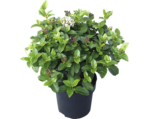 Mediterrane sneeuwbal (Viburnum tinus 'Lisarose') FloraSelf, H 30-40 cm, Co 6 L