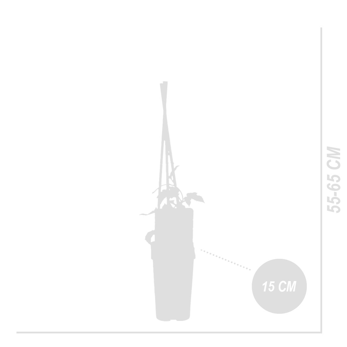 Bloomique – Humulus Lupulus – Hop plant – geschikt voor het brouwen van bier – klimplanten – tuinplanten – winterhard – potmaat 15 cm – hoogte 70–80 cm