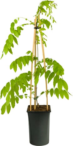 Blauwe regen (Wisteria floribunda 'Alba') D 16 H 75 cm