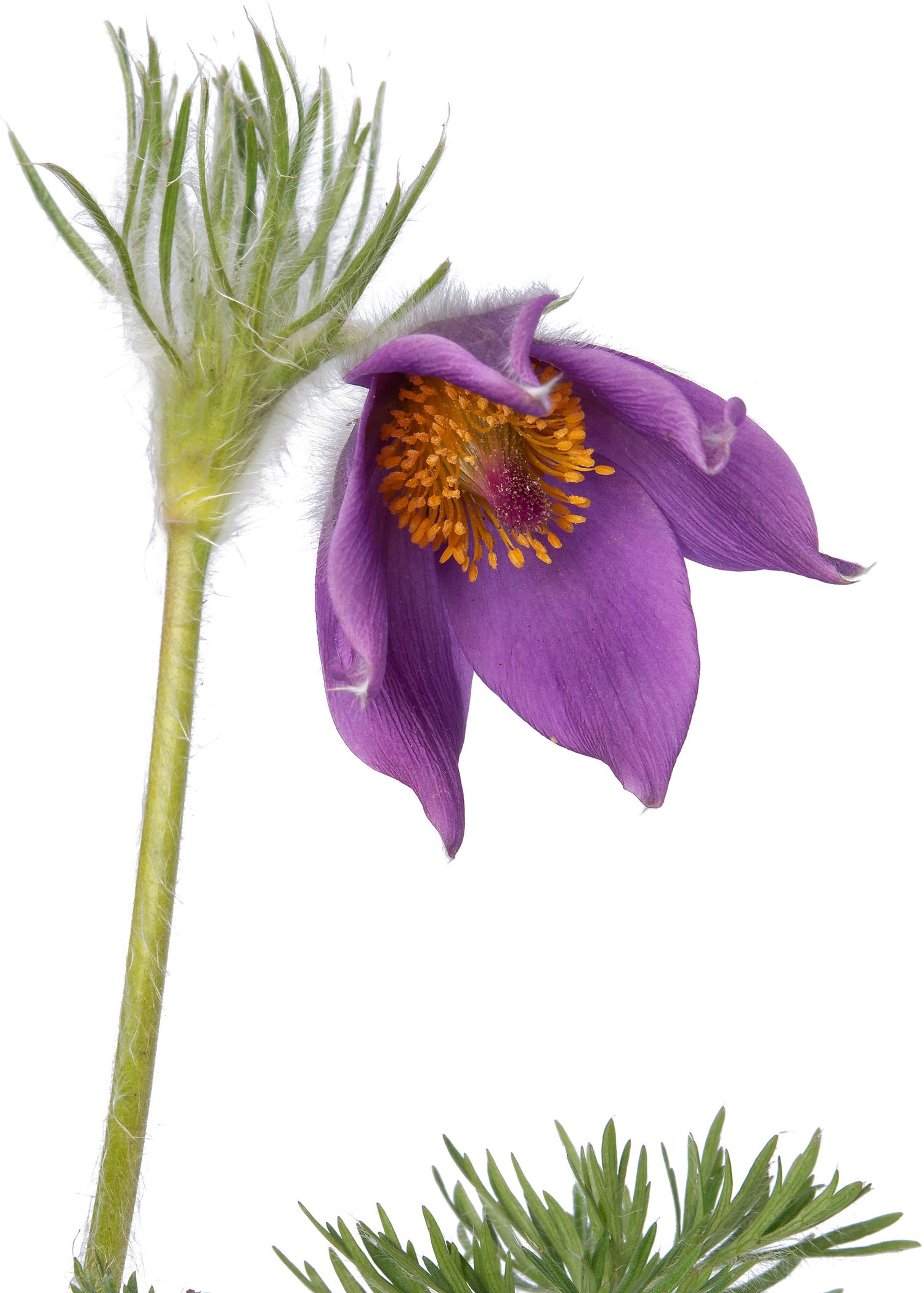 Wildemanskruid (Pulsatilla vulgaris) D 9 H 10 cm