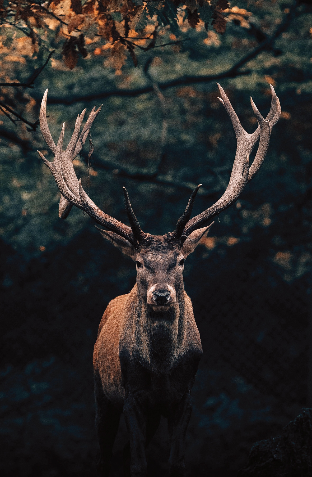 Bönninghoff Leinwandbild Hirsch 1 Stk. tlg. BxH: 118x78 cm