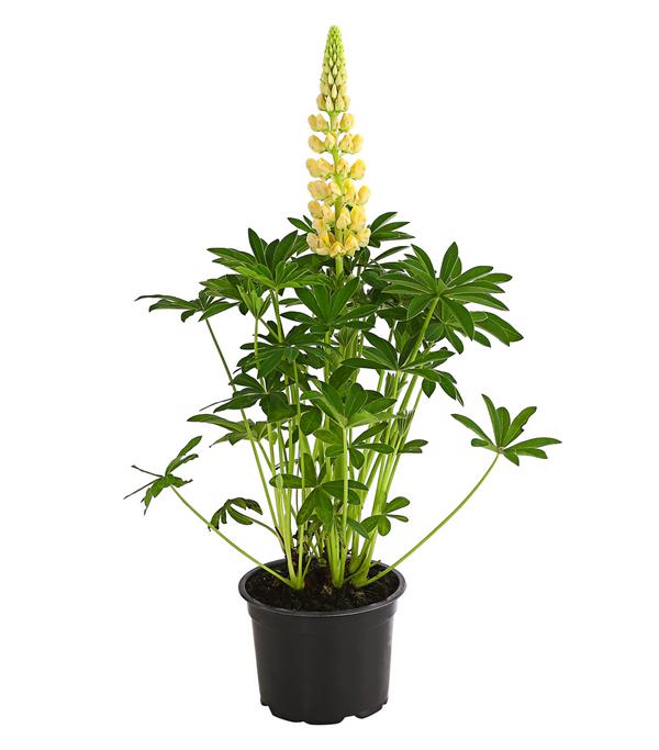 Lupine, verschiedene Sorten