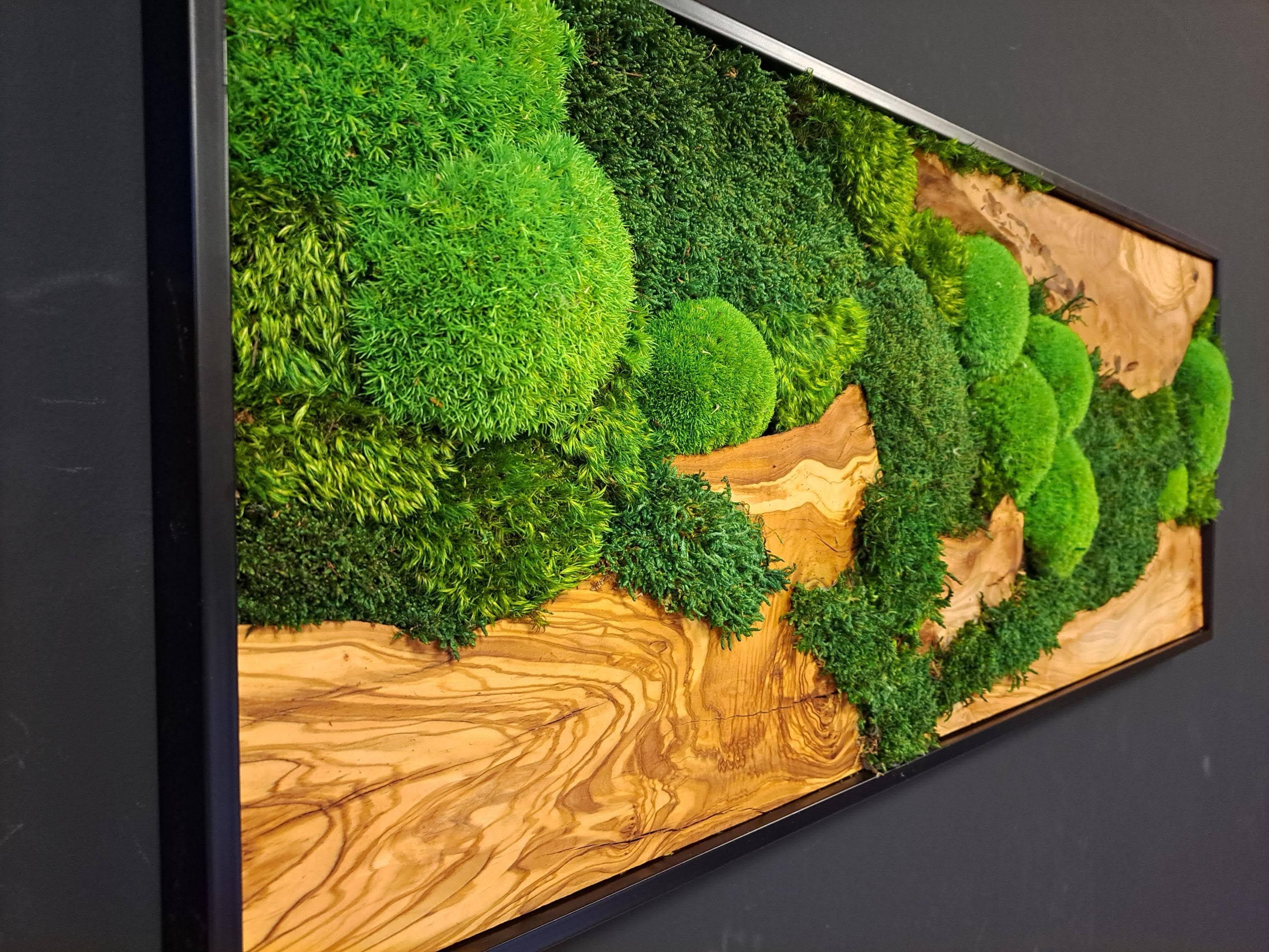 Moosbild Symbiose auf Bestellung Kugelmoos Olivenholz hochwertiger Alurahmen Wandkunst Mooslandschaft