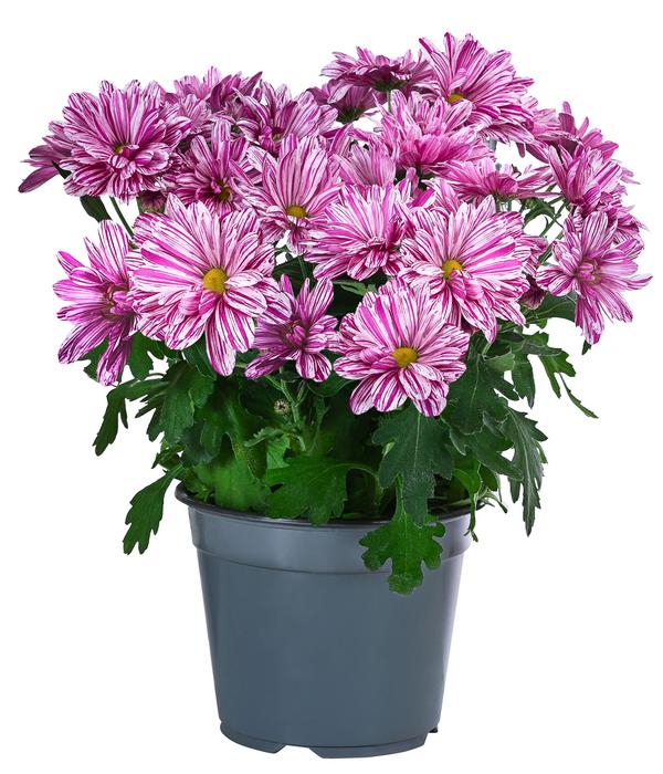 Chrysantheme 'Artistic® Dark Pink'