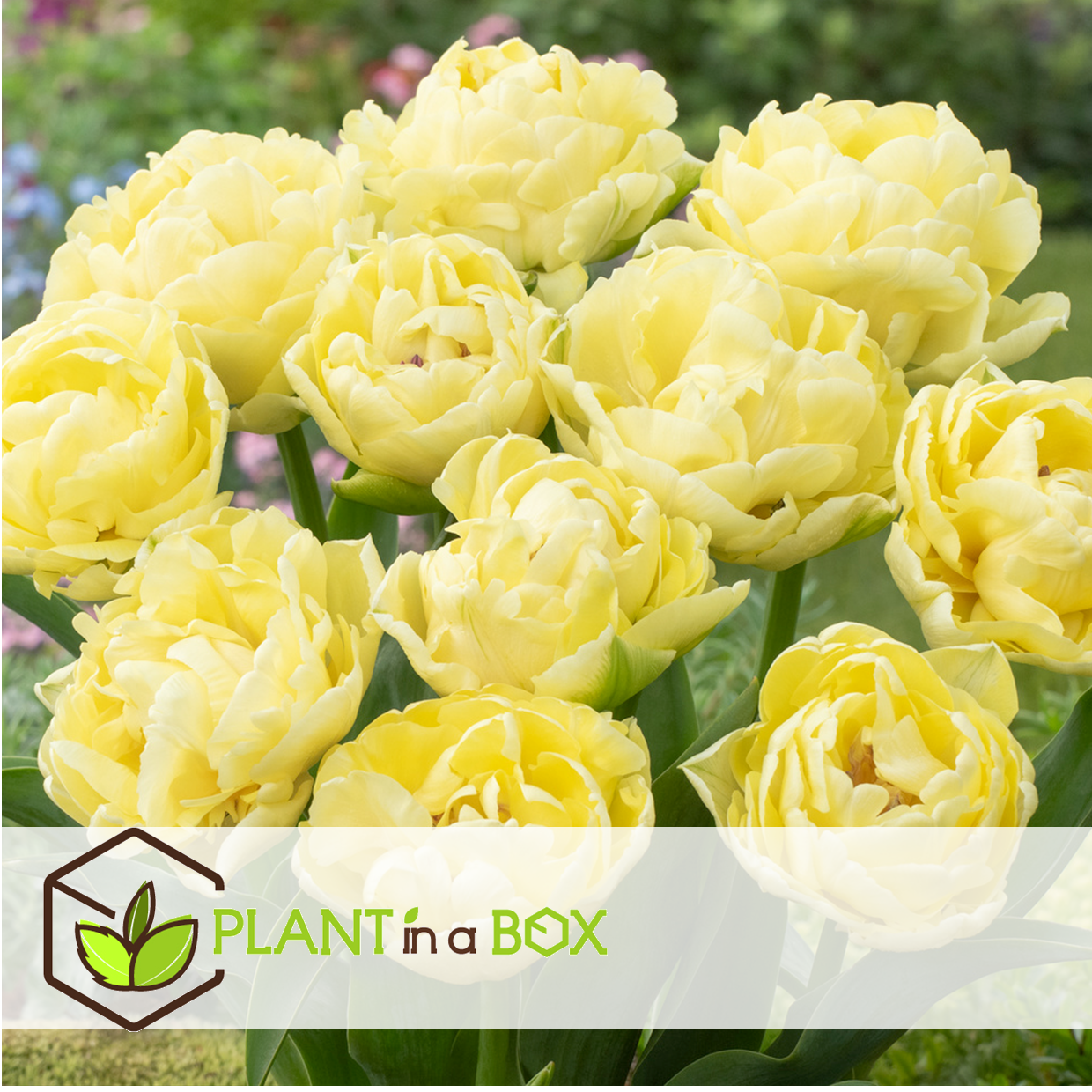 Tulipa avant garde - bulbes de fleurs x21 - tulipes - jaune
