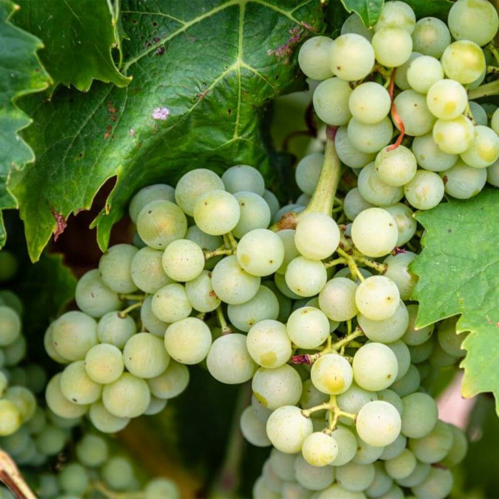 Vigne 'sauvignon blanc' (vitis sauvignon blanc) - conteneur 1l - taille 20/40cm